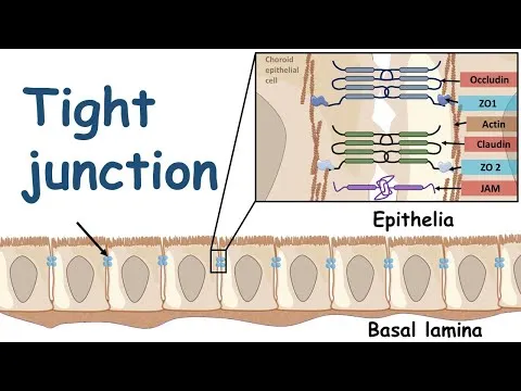 tught junction