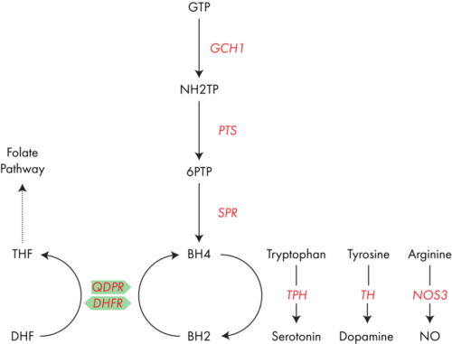BH4 és folát ciklus