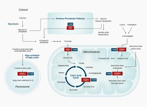 Thiamin1
