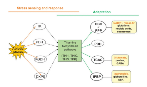 Thiamin2