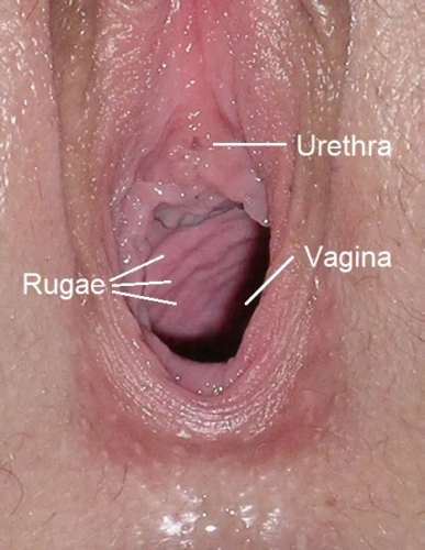 Hüvely anatómiája