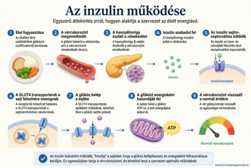 Az inzulin működése