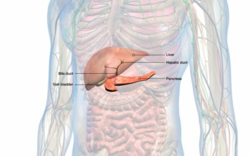 pancreas helye