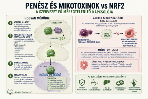 penész és mikotoxinok