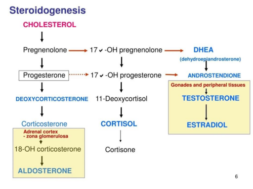 szteroid hormonok bioszintézise